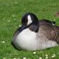 female goose