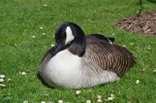 female goose