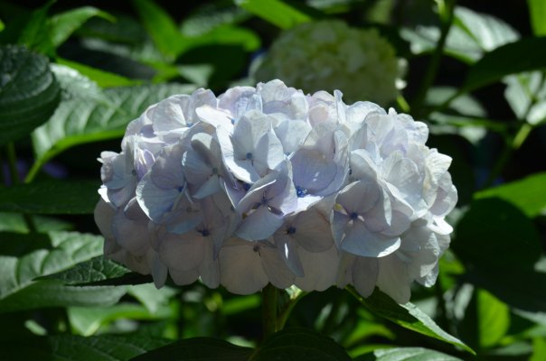 アジサイ4