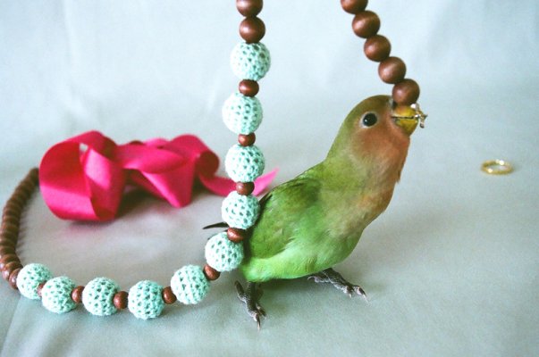 lovebird 02