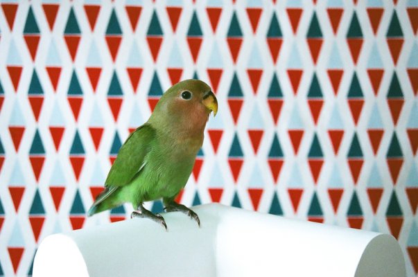lovebird 04