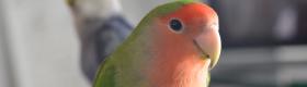 lovebird