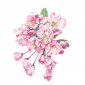 cherry blossom 2023 